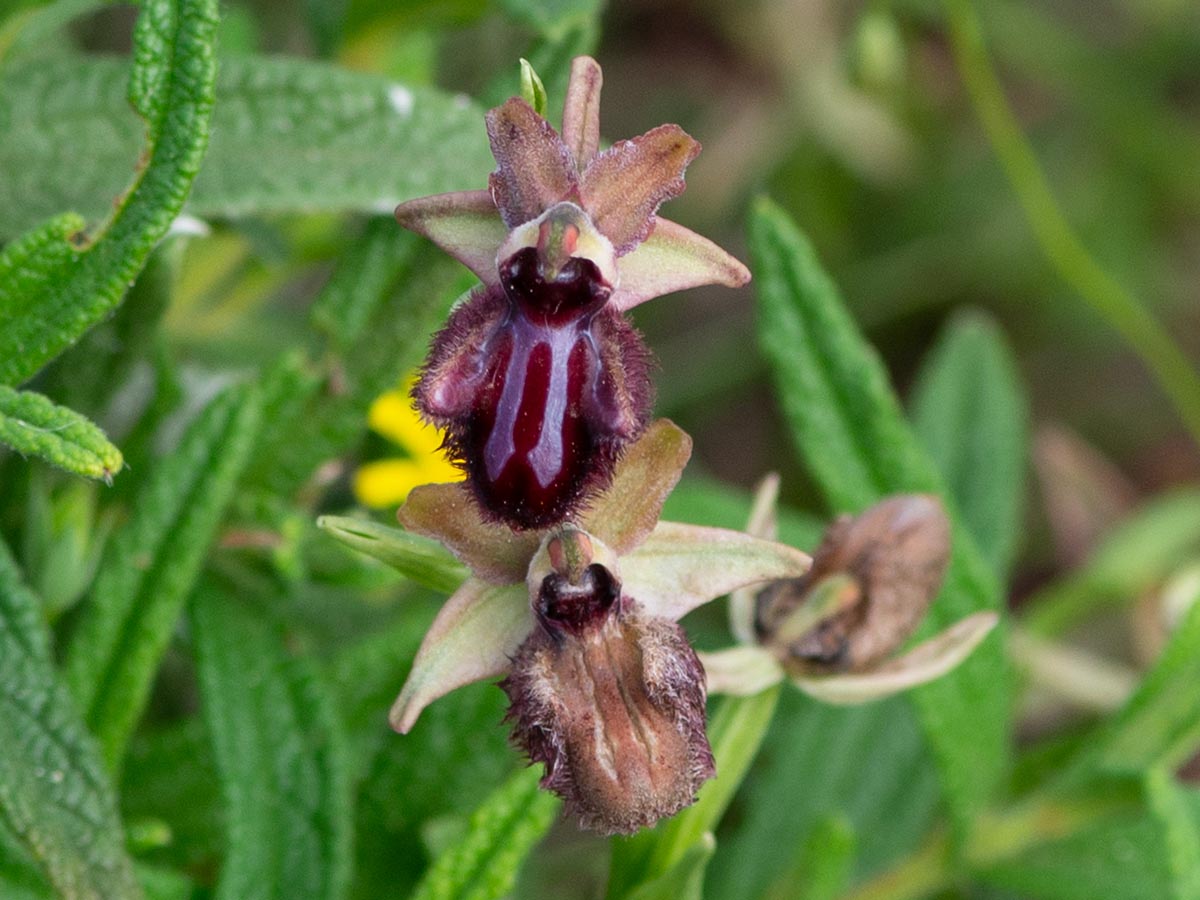 Blüten